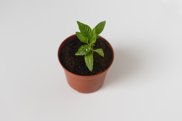 Sprouts of pepper in a pot. Close-up.