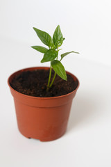 Sprouts of pepper in a pot. Close-up.