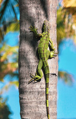 Obraz premium lizard on tree