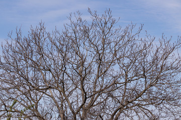 Bare branches of a huge walnut tree on a background of blue spri