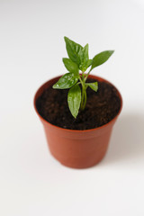Sprouts of pepper in a pot. Close-up.