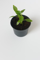 Sprouts of pepper in a pot. Close-up.