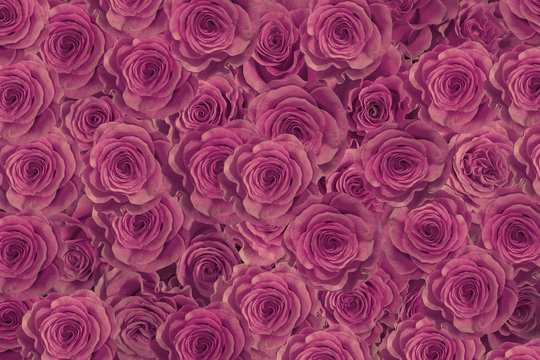 purple, pink roses