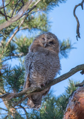 Wild Tawny owls in a pine tree in the district of Kungsholmen in Stockholm a sunny spring day.