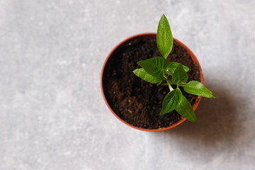 Sprouts of pepper in a pot.