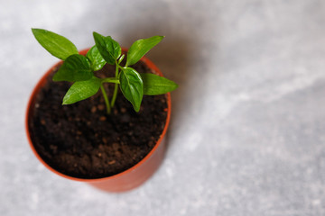 Sprouts of pepper in a pot.