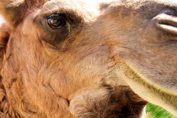 Closeup of a camel's face centred on it's eye.