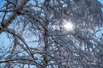 Beautiful winter park with trees covered with snow after snowfall in sunny day. Winter landscape.