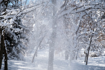 Beautiful winter park with trees covered with snow after snowfall in sunny day. Winter landscape.