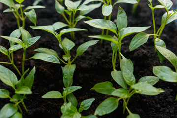 Sprouts of pepper in a pot.