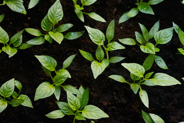 Sprouts of pepper in a pot.