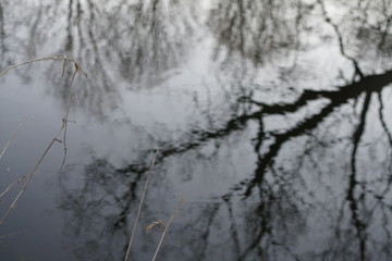 Silent water surface