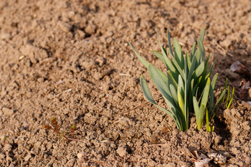 Sprouts of daffodil. Close-up. View from above