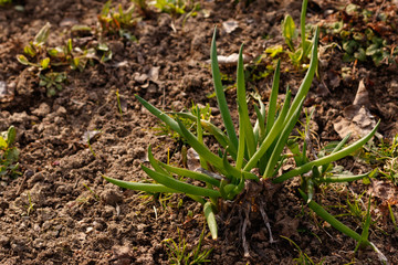 Onion sprouts made their way through the ground.