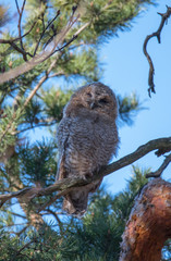Wild Tawny owls in a pine tree in the district of Kungsholmen in Stockholm a sunny spring day.