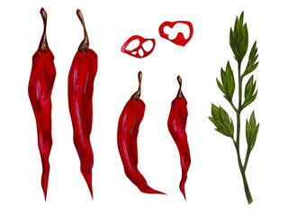 Red chili pepper isolate. Hand-drawn acrylic illustration. Design for cards, Wallpaper, fabric.