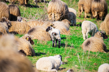 Sheeps on the grass