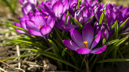 bouquet of purple crocuses close up on a flower bed