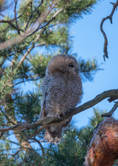 Wild Tawny owls in a pine tree in the district of Kungsholmen in Stockholm a sunny spring day.