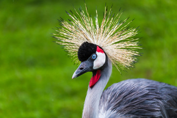 Grey crowned crane