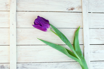 purple tulip on the white wooden background