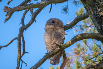 Wild Tawny owls in a pine tree in the district of Kungsholmen in Stockholm a sunny spring day.