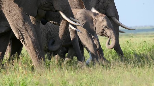 Close-up of elephants grazing in Amboseli National Park