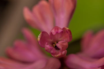 Fototapeta na wymiar Macro pink color blossom of hyacinth flower in color fresh day