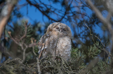 Wild Tawny owls in a pine tree in the district of Kungsholmen in Stockholm a sunny spring day.