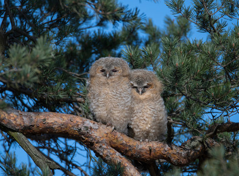 Wild Tawny owls in a pine tree in the district of Kungsholmen in Stockholm a sunny spring day.