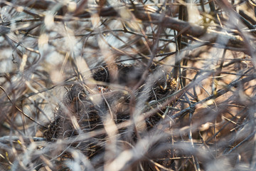 Small nest in the bush