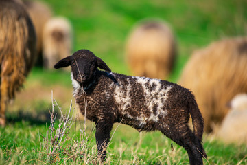 Sheeps on the grass