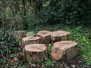 A FAMILY OF stumps in the forest