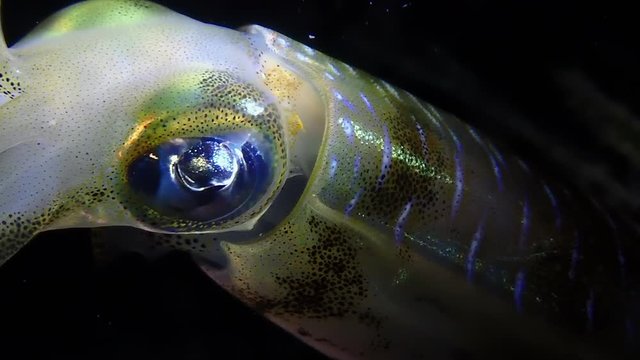 Bigfin reef squid (Sepioteuthis lessoniana) reflecting light through its transparent body during a night dive.