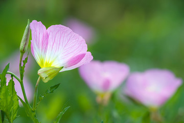 Pink Evening Primrose (oenothera speciosa) aka pinkladies wildflowers blooming on spring meadow, closeup. Natural green background with copy space.