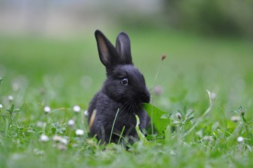 domestic rabbit