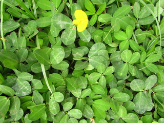 Arachis pintoi - Fabaceae