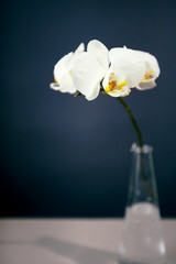 Branch of a blossoming white orchid on dark blue background