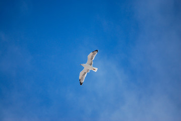 lonely seagull flying in the blue sky