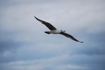lonely seagull flying in the cloudy sky