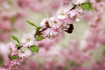 blooming branch with a flying bee