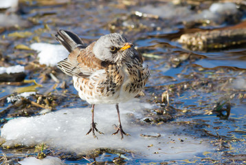 Fieldfare, Turdus pilaris. A bird sits on a snowy islet in a small river