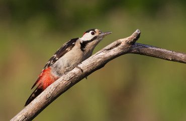 Blutspecht, Syrian woodpecker, Dendrocopos syriacus, Picoides syriacus