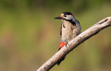 Blutspecht, Syrian woodpecker, Dendrocopos syriacus. A woodpecker sits on a dry branch