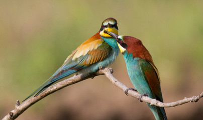 European bee eater, Merops apiaster. Common bee-eater. A family of bee-eater