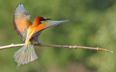 European bee eater, Merops apiaster. Common bee-eater.