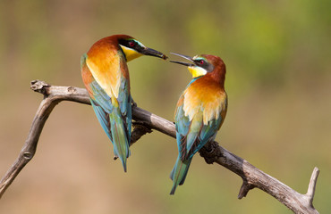 European bee eater, Merops apiaster. Common bee-eater. A family of bee-eater