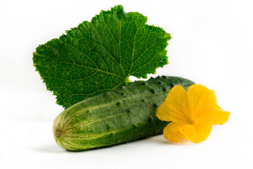 cucumber with with flower and leaves on white background