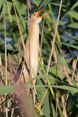 Little bittern, kioriki, Ixobrychus minutus. Bird hides in the reeds. Sings.