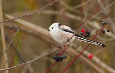 Long-tailed tit, Aegithalos caudatus, Autumn portrait. The bird sits on a branch.